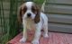Cavalier King Charles Spaniel Puppies for sale in Barrytown, NY 12507, USA. price: NA