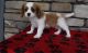 Cavalier King Charles Spaniel Puppies for sale in Philadelphia, PA, USA. price: NA