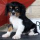 Cavalier King Charles Spaniel Puppies for sale in Louisville, KY, USA. price: $650