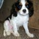 Cavalier King Charles Spaniel Puppies for sale in Columbus, OH, USA. price: $600