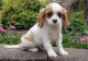 Cavalier King Charles Spaniel Puppies for sale in CA-111, Rancho Mirage, CA 92270, USA. price: NA