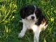 Cavalier King Charles Spaniel Puppies for sale in Sussex, NJ 07461, USA. price: $1,500