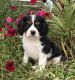 Cavalier King Charles Spaniel Puppies for sale in Milton, PA, USA. price: NA