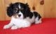Cavalier King Charles Spaniel Puppies for sale in Grand Rapids, MI, USA. price: NA