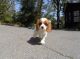 Cavalier King Charles Spaniel Puppies for sale in Los Angeles, CA 90017, USA. price: NA