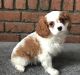 Cavalier King Charles Spaniel Puppies for sale in San Francisco, CA 94107, USA. price: NA