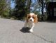Cavalier King Charles Spaniel Puppies for sale in San Francisco, CA 94107, USA. price: $400