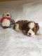 Cavalier King Charles Spaniel Puppies for sale in Manchester, NH, USA. price: NA