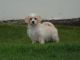 Cavalier King Charles Spaniel Puppies for sale in 803 South Carolina Ave SE, Washington, DC 20003, USA. price: $350