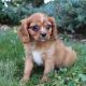 Cavalier King Charles Spaniel Puppies for sale in Canton, OH, USA. price: NA