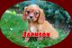 Cavalier King Charles Spaniel Puppies for sale in Sherrodsville, OH 44675, USA. price: NA