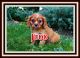 Cavalier King Charles Spaniel Puppies for sale in Sherrodsville, OH 44675, USA. price: NA
