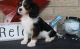 Cavalier King Charles Spaniel Puppies for sale in Alexander City, AL, USA. price: $500