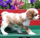 Cavalier King Charles Spaniel Puppies for sale in Monson, MA, USA. price: $650