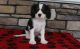Cavalier King Charles Spaniel Puppies for sale in Tulsa, OK, USA. price: NA