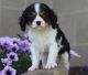 Cavalier King Charles Spaniel Puppies for sale in New Haven, CT, USA. price: $500