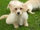 Cavalier King Charles Spaniel Puppies for sale in 813 FL-436, Altamonte Springs, FL 32714, USA. price: NA