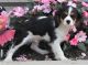 Cavalier King Charles Spaniel Puppies for sale in Houston, MS 38851, USA. price: NA
