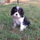 Cavalier King Charles Spaniel Puppies for sale in Florissant, MO, USA. price: NA