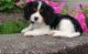 Cavalier King Charles Spaniel Puppies for sale in Glasston, ND 58236, USA. price: NA