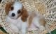 Cavalier King Charles Spaniel Puppies for sale in Central Ave, Jersey City, NJ, USA. price: NA