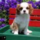 Cavalier King Charles Spaniel Puppies for sale in Pawtucket, RI, USA. price: NA