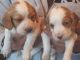 Cavalier King Charles Spaniel Puppies for sale in California Ave, South Gate, CA 90280, USA. price: NA