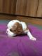 Cavalier King Charles Spaniel Puppies for sale in New York County, NY, USA. price: NA
