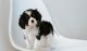 Cavalier King Charles Spaniel Puppies for sale in Lanai City, HI 96763, USA. price: NA
