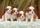Cavalier King Charles Spaniel Puppies for sale in TX-249, Houston, TX, USA. price: NA