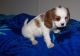 Cavalier King Charles Spaniel Puppies for sale in Ontario St, Kingston, ON, Canada. price: NA