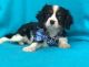 Cavalier King Charles Spaniel Puppies for sale in Las Vegas, NV, USA. price: $500