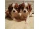 Cavalier King Charles Spaniel Puppies for sale in California State Route 2, Los Angeles, CA, USA. price: NA