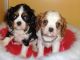 Cavalier King Charles Spaniel Puppies for sale in San Francisco, CA, USA. price: $400