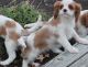 Cavalier King Charles Spaniel Puppies for sale in Yazoo City, MS 39194, USA. price: NA