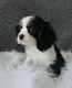 Cavalier King Charles Spaniel Puppies for sale in Richmond, VA, USA. price: NA