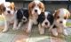 Cavalier King Charles Spaniel Puppies for sale in Miami, FL 33101, USA. price: $320
