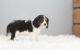 Cavalier King Charles Spaniel Puppies for sale in Idaho Falls, ID 83402, USA. price: $500