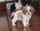 Cavalier King Charles Spaniel Puppies for sale in Galliano, LA 70354, USA. price: $500