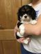 Cavalier King Charles Spaniel Puppies for sale in Alaska St, Staten Island, NY 10310, USA. price: NA
