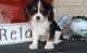 Cavalier King Charles Spaniel Puppies for sale in Harpersville, AL, USA. price: NA