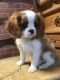 Cavalier King Charles Spaniel Puppies for sale in Ashfield, MA, USA. price: NA