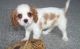 Cavalier King Charles Spaniel Puppies for sale in Austin, TX, USA. price: $400