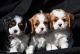 Cavalier King Charles Spaniel Puppies for sale in Austin, TX, USA. price: $400
