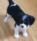 Cavalier King Charles Spaniel Puppies for sale in Estacada, OR 97023, USA. price: NA