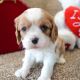 Cavalier King Charles Spaniel Puppies for sale in North Canton, OH, USA. price: NA