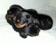 Cavalier King Charles Spaniel Puppies for sale in California St, San Francisco, CA, USA. price: NA