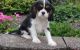 Cavalier King Charles Spaniel Puppies for sale in Honolulu, HI, USA. price: $600