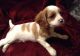 Cavalier King Charles Spaniel Puppies for sale in New Brighton, PA, USA. price: NA