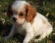 Cavalier King Charles Spaniel Puppies for sale in Birmingham, AL, USA. price: $400